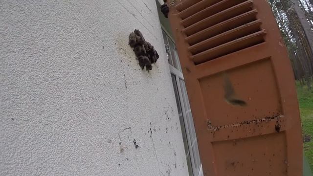 Летучие мыши в Юрмале. смотреть онлайн