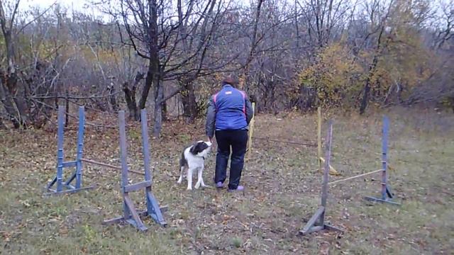 Оля и бордер-колли Фиша .связка из 3х барьеров . 31,10,18-2 смотреть онлайн