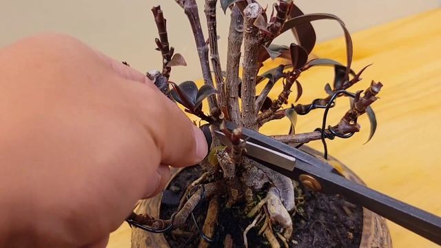 Ficus Elastica Bonsai Defoliation (Rubber plant) #ficus  #bonsai