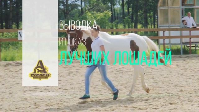 Праздник в честь дня рождения Ассамблеи 2016 смотреть онлайн