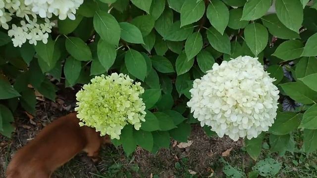 Цветение метельчатых гортензий Мэджикал Свит Саммер и Лаймлайт (Подмосковье) смотреть онлайн