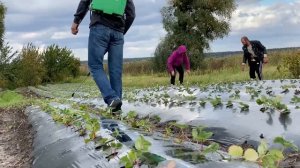 Успешная Ягодная Ферма (клубника, малина, ежевика, смородина, голубика)