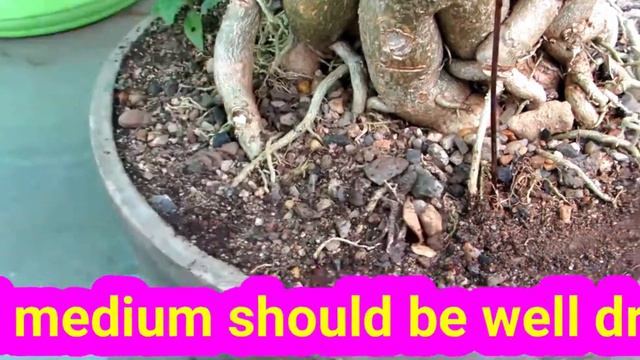 Adenium Rainy Season Care