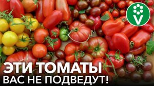 7 СОРТОВ ТОМАТОВ, ОТ КОТОРЫХ Я НИКОГДА НЕ ОТКАЖУСЬ! Агроном советует вкусные и урожайные томаты
