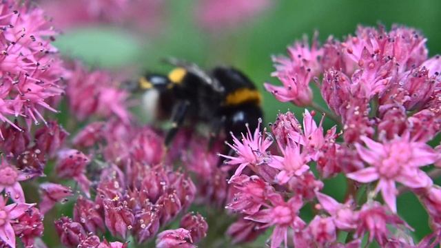 test Nikon Z50 120 fps смотреть онлайн