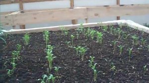 выращивание кинзы в теплице термосе первый опыт