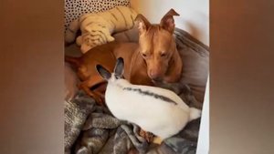 ПРИКОЛЫ С ЖИВОТНЫМИ ДО СЛЕЗ Смешные КОТЫ 2021 Приколы с КОТАМИ 9