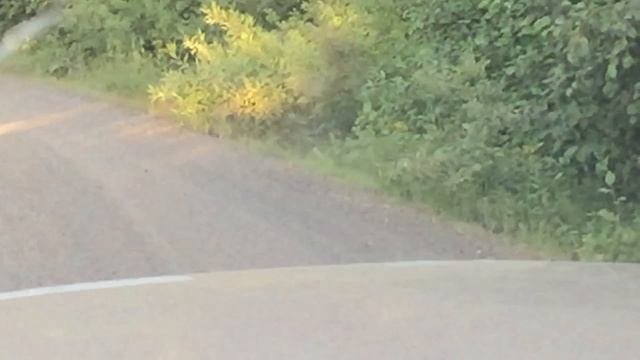 Заяц
