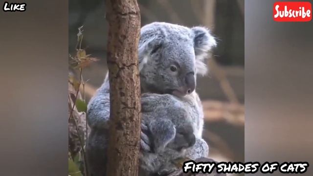 KOALA WRAPPED ON A TREE - KOALA COMPILATION - CUTE and FUNNY KOALA смотреть онлайн