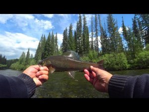 Хариус по большой воде клюёт на мушки. Долгожданная рыбалка. Жарёха из хариуса. Рыбалка на все 100%