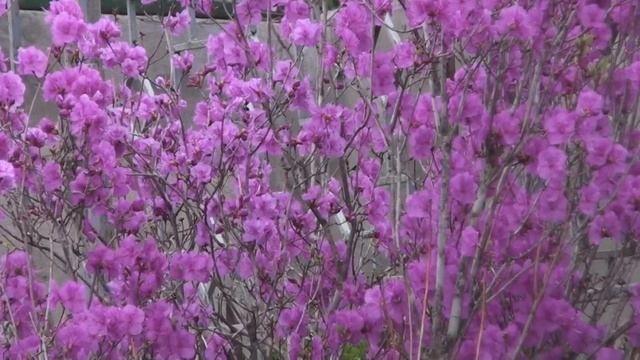 Багульник у моего дома на Угловке смотреть онлайн