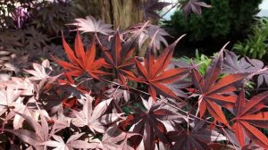 Любимая Хоста/ Парк "50 лет Победы" (видео зарисовка)