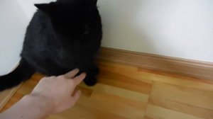 幸運を招く黒猫みぃ。14 (Nikon coolpix s6600)