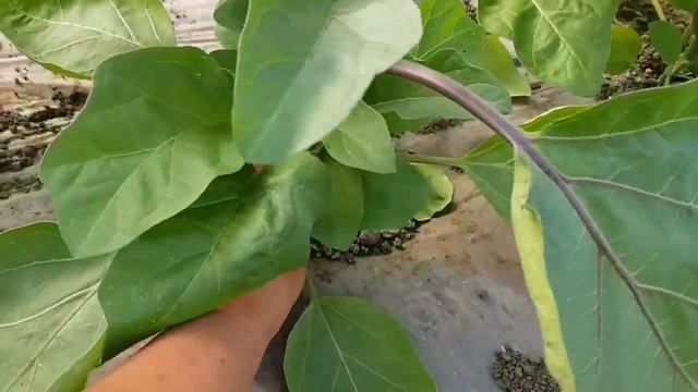 Формирование БАКЛАЖАН. удаление пасынков и листьев. смотреть онлайн