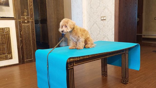 Милаш ученик школы MagistrDog выполняет выдержку команды сидеть-3 минуты.