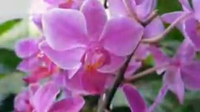 Орхидеи! смотреть онлайн