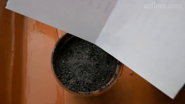 РАЗМНОЖЕНИЕ ЭОНИУМА ИЗ СЕМЯН | ВЫРАЩИВАНИЕ СУККУЛЕНТОВ смотреть онлайн