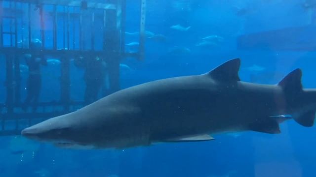 UAE. The Dubai Mall. Underwater Zoo. Аквариум в Дубай Молле. смотреть онлайн