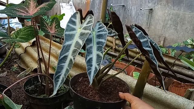 media tanam & perawatan simpel alocasia bambino смотреть онлайн