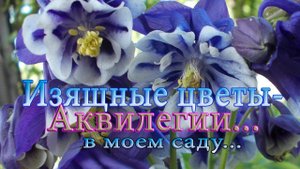 Изящное растение  - АКВИЛЕГИЯ*  Мой сад