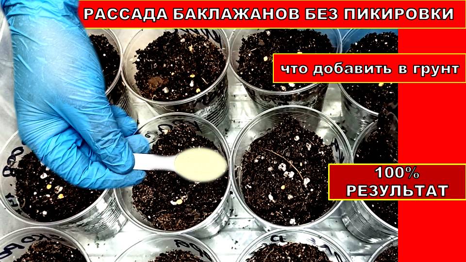 ДЛЯ ДРУЖНЫХ ВСХОДОВ И ЗДОРОВОЙ КРЕПКОЙ РАССАДЫ ДЕЛАЮ ТАК! Рассада Баклажанов без пикировки, но с пер