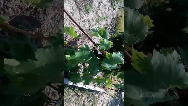 Созревание винограда, обзор виноградника. Видео смотреть онлайн