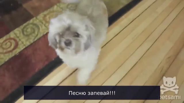 Смешные истории про животных=) смотреть онлайн