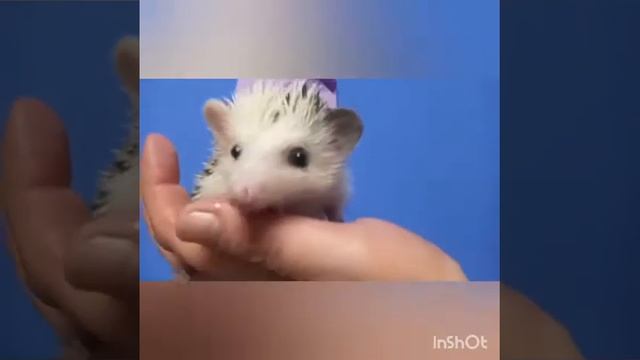 Ручной ежонок в неспешных поисках родителей смотреть онлайн