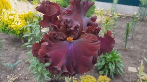 Высокий бородатый ирис Red Skies