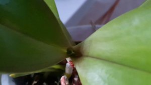 Попробовала СОК ТОЛСТЯНКИ на любимых Орхидеях🌼🌼🌼