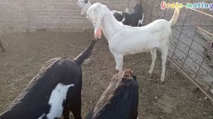 Goats and dog mating// animals mating story