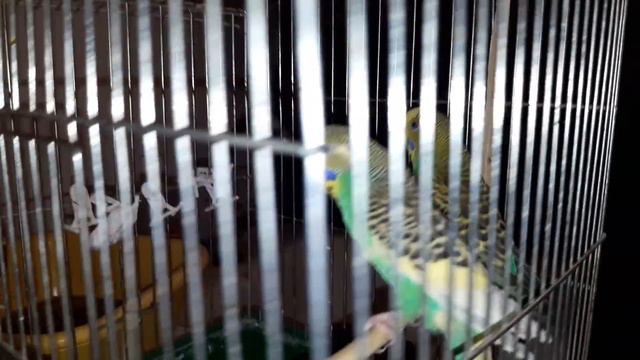 волнистые попугаи. подгон от подписчиков смотреть онлайн