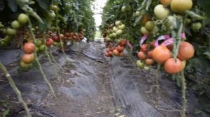 Томат Пинк Мани F1 - Quality Seeds. Отличный томат.