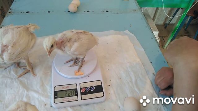Вес цыплят бройлеров в 18 дней.Кобб 500 Чехия, Арбор Айкрес и голошейка Франция.