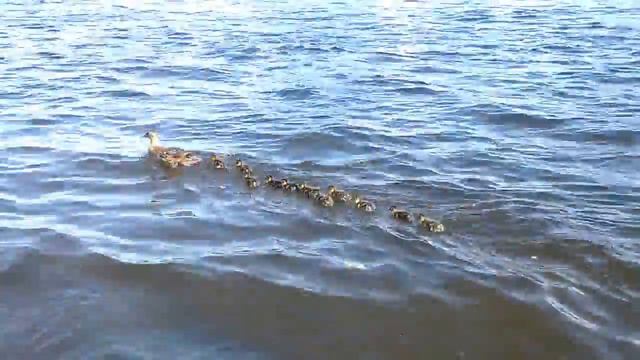 Утка с утятами на Неве смотреть онлайн