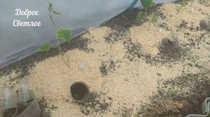 Что сделать, чтобы почва дольше была рыхлой и влажной. Как повысить урожай с помощью мульчи.