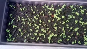Павловния войлочная(Paulownia)Императорское дерево!