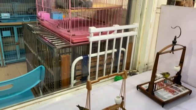 Первый день в Китае - прогулка по Шанхаю смотреть онлайн