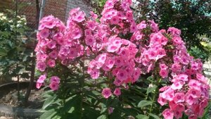 Чудо флокс Находка