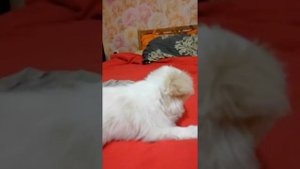 Продажа щенков японского хина 89992848567
