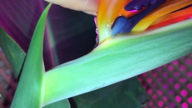 STRELIZIA, 1st home blooming.Стрелиция, первое домашнее цветение. смотреть онлайн