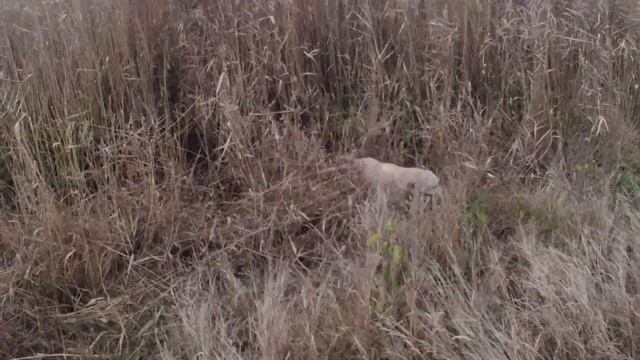 Охота на фазана сидя на диване - глазами охотника. 2021 год Hunting for a pheasant sitting on a sof смотреть онлайн