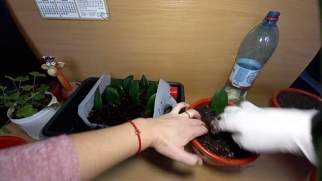 Долларовое дерево-Замиакулькас рассадка деток укорененных листочками. Размножить цветок просто!!!