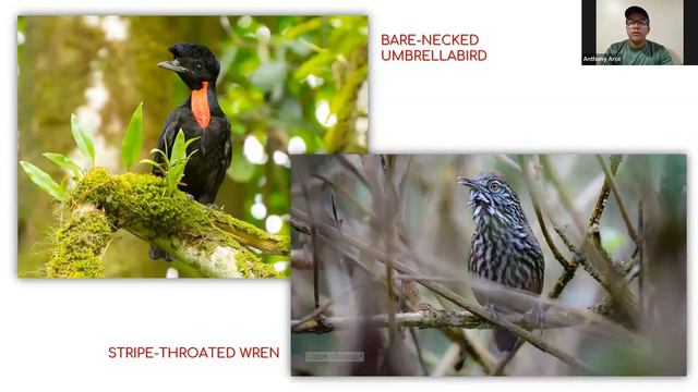 October 2023 Monthly Meeting - Endangered Birds of Northern Costa Rica смотреть онлайн