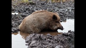 Зачем кабаны принимают ванны?