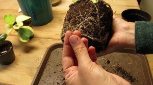 ? Распаковка посылки с тропическими растениями: Каладиум, Алоказии и Хойя Керри (Сердце).