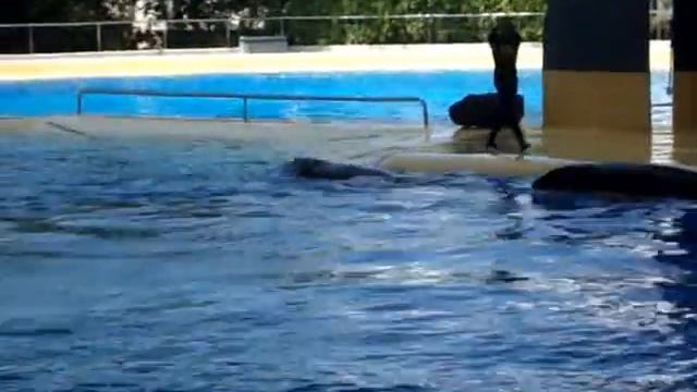 ШОУ КИТОВ КАСАТОК-2 в ЛОРО ПАРКЕ на ТЕНЕРИФЕ!!! смотреть онлайн