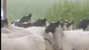 Интересные факты об ОВЦАХ. Факты про овец? Все об ОВЦАХ. "+" и "-" овец #кролики #реки #врек #коза