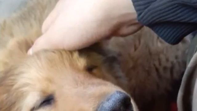 Фотки Мишки. смотреть онлайн