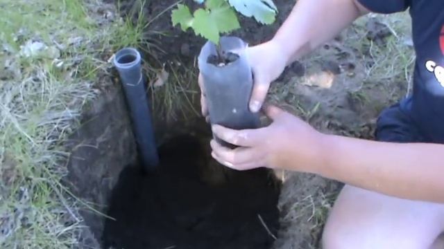 Посадка весной зеленого саженца винограда